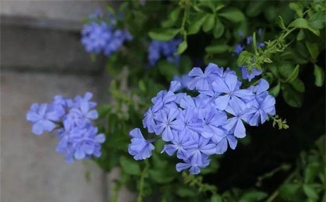 365天对应365种花，快看自己的生日，你属于哪种？