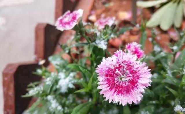 365天对应365种花，快看自己的生日，你属于哪种？
