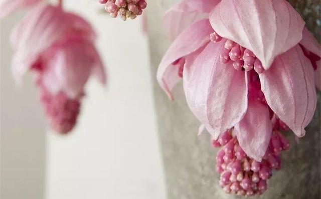 365天对应365种花，快看自己的生日，你属于哪种？