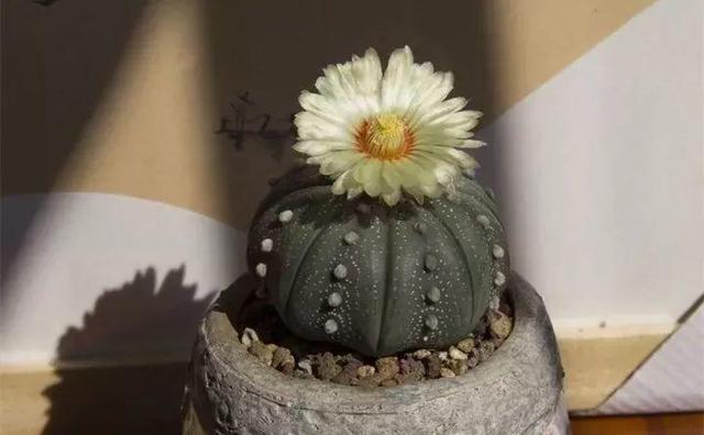 365天对应365种花，快看自己的生日，你属于哪种？