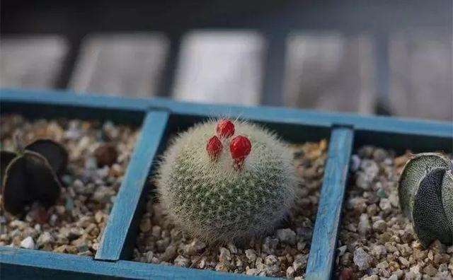 365天对应365种花，快看自己的生日，你属于哪种？