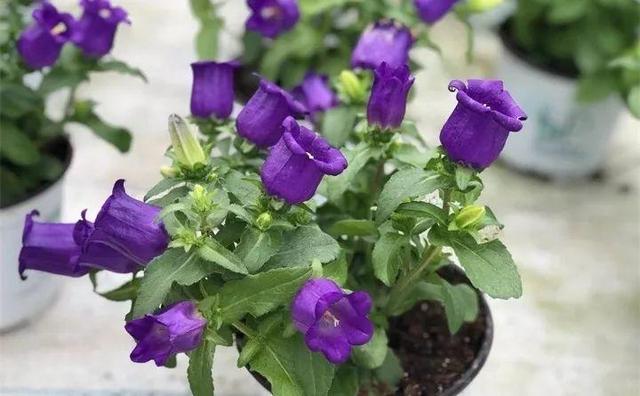 365天对应365种花，快看自己的生日，你属于哪种？
