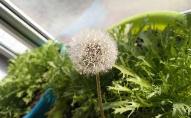 365天对应365种花，快看自己的生日，你属于哪种？