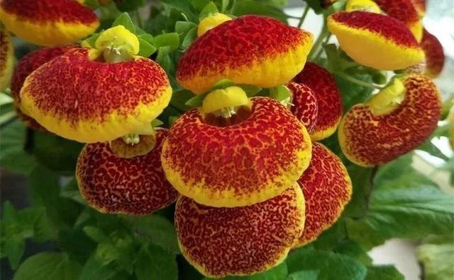 365天对应365种花，快看自己的生日，你属于哪种？