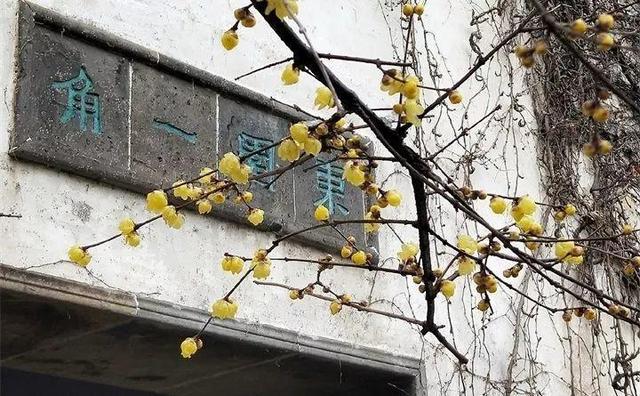 365天对应365种花，快看自己的生日，你属于哪种？