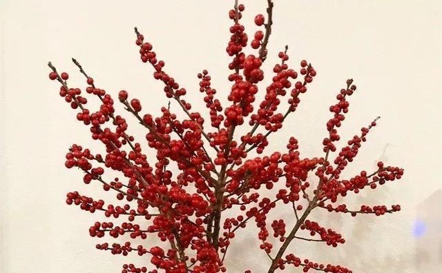 365天对应365种花，快看自己的生日，你属于哪种？