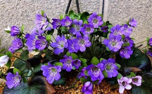 365天对应365种花，快看自己的生日，你属于哪种？