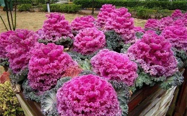 365天对应365种花，快看自己的生日，你属于哪种？