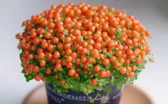 365天对应365种花，快看自己的生日，你属于哪种？
