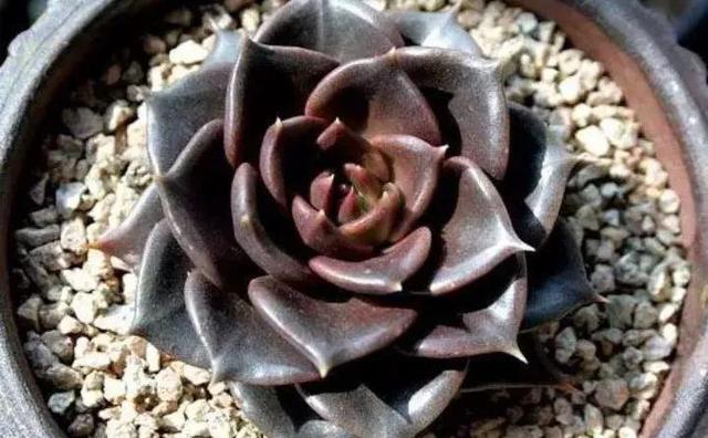 365天对应365种花，快看自己的生日，你属于哪种？