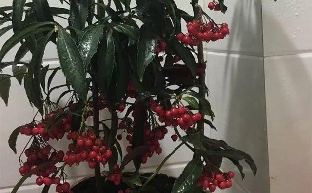 365天对应365种花，快看自己的生日，你属于哪种？