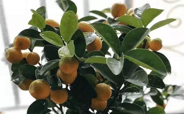 365天对应365种花，快看自己的生日，你属于哪种？