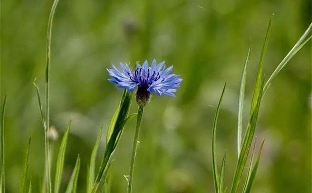 365天对应365种花，快看自己的生日，你属于哪种？