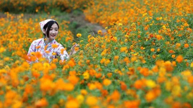 乡野往事：二柱与杏子（488）