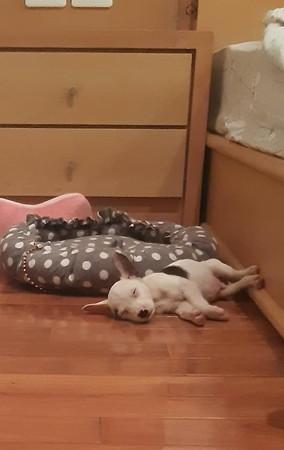 草丛冒出小不点！　特殊生辰眉萌翻：卸妆到一半？
