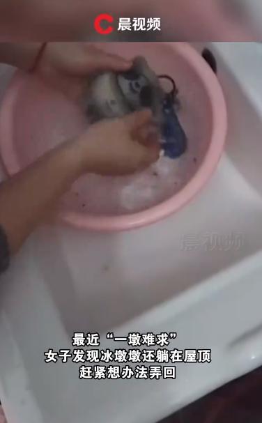 混得最惨的冰墩墩！女子两年前将冰墩墩甩到屋顶，如今“一墩难求”忙捡回家“洗白白”