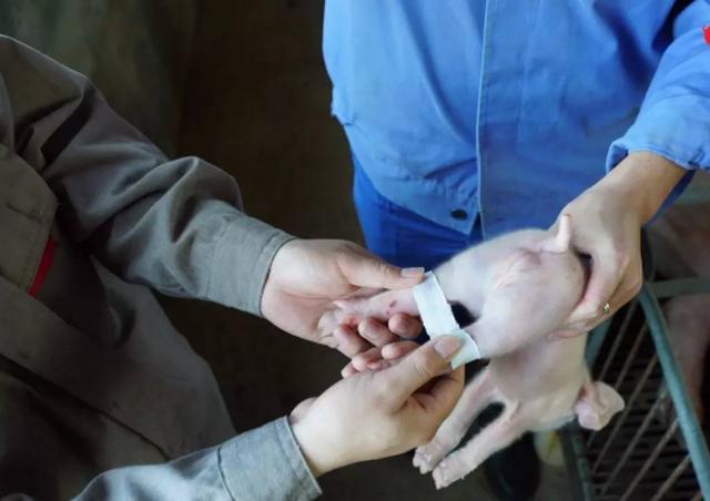 小猪生辰腿什么原因？小猪生辰腿怎么治疗？学会了很有用