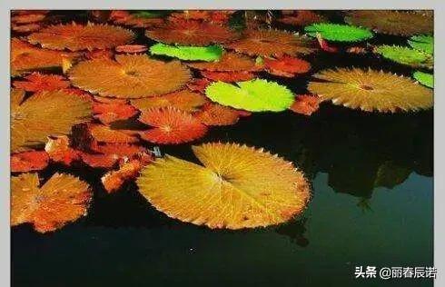 四行诗五首丨秋