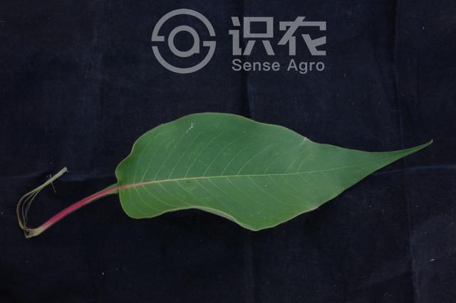 每日一草：红蓼