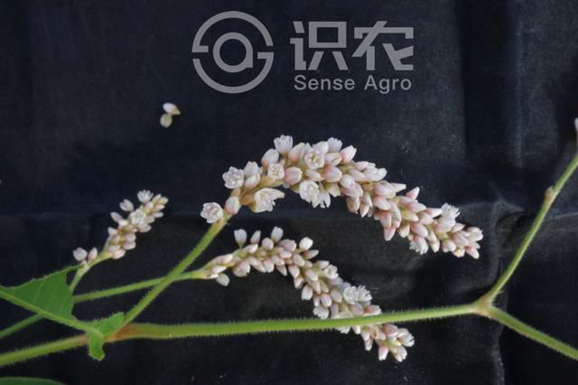 每日一草：红蓼