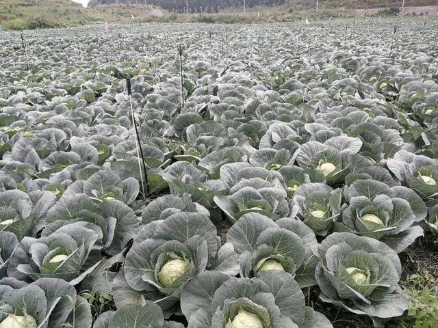 央视“闹鬼”节目停播：《走近科学》往事