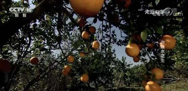 央视“闹鬼”节目停播：《走近科学》往事