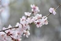 生辰预算：你将在明年春暖花开时配姻缘