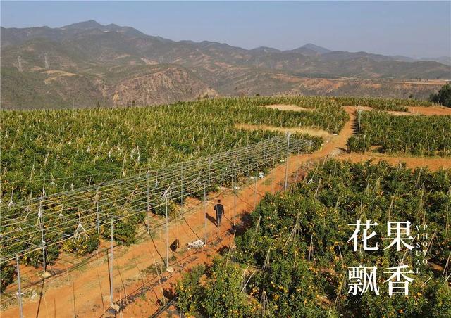 一位打退堂鼓的资深农业人的生辰诀：选好地方，选对品种