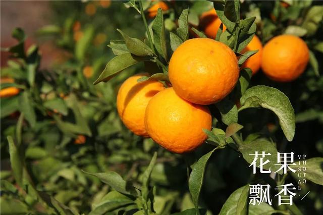 一位打退堂鼓的资深农业人的生辰诀：选好地方，选对品种