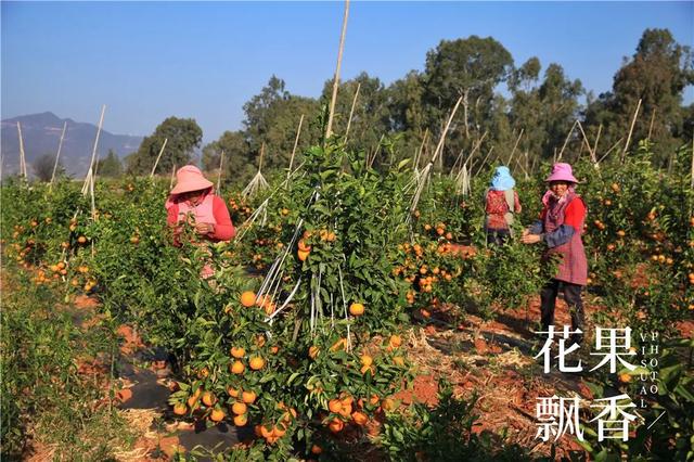 一位打退堂鼓的资深农业人的生辰诀：选好地方，选对品种