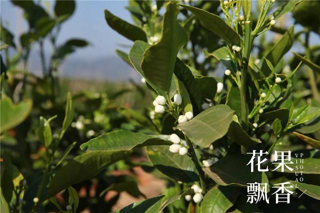 一位打退堂鼓的资深农业人的生辰诀：选好地方，选对品种