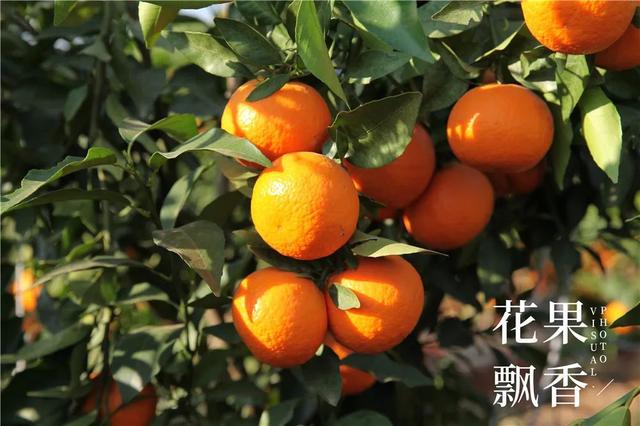 一位打退堂鼓的资深农业人的生辰诀：选好地方，选对品种