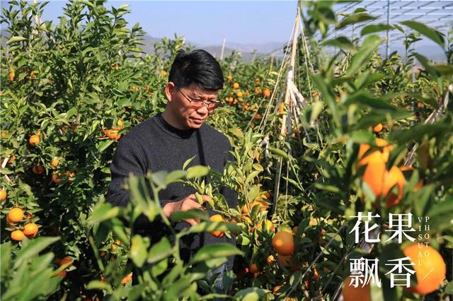 一位打退堂鼓的资深农业人的生辰诀：选好地方，选对品种