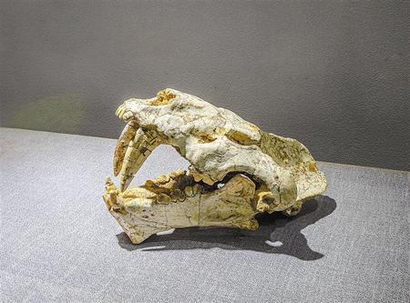 虎年说虎——甘肃文物中的“虎”