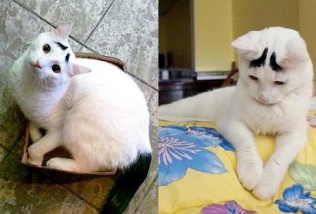 小猫天生生辰眉，认为“晦气”流落街头，如今成功逆袭