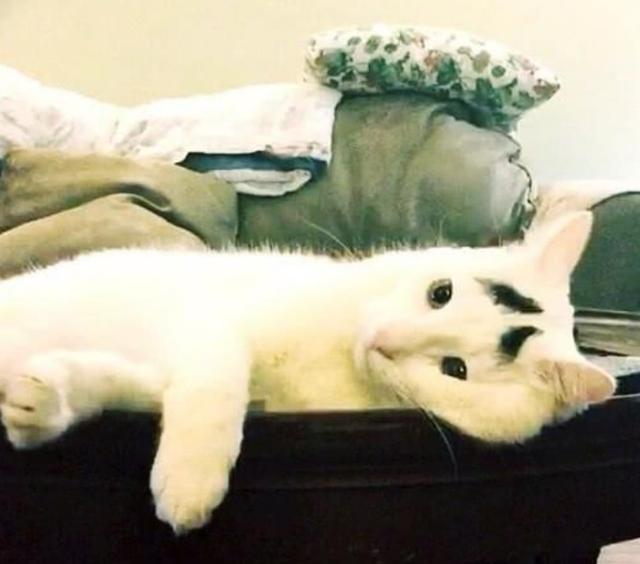 小猫天生生辰眉，认为“晦气”流落街头，如今成功逆袭