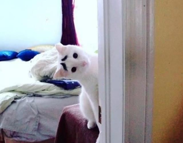 小猫天生生辰眉，认为“晦气”流落街头，如今成功逆袭