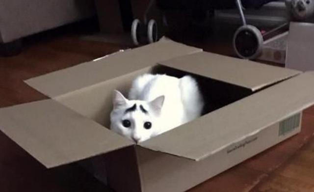 小猫天生生辰眉，认为“晦气”流落街头，如今成功逆袭