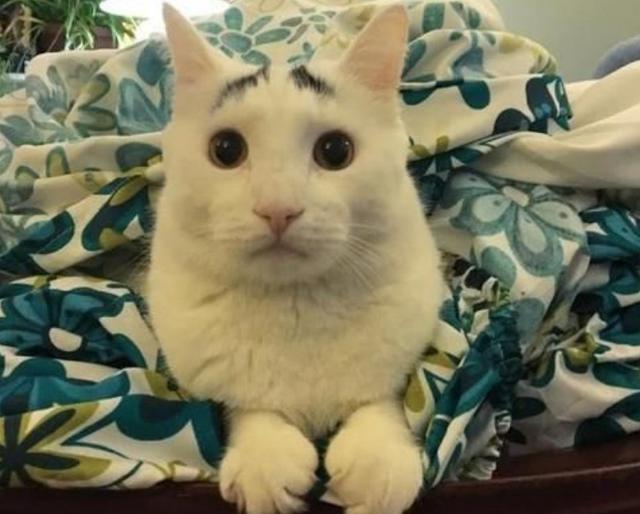 小猫天生生辰眉，认为“晦气”流落街头，如今成功逆袭