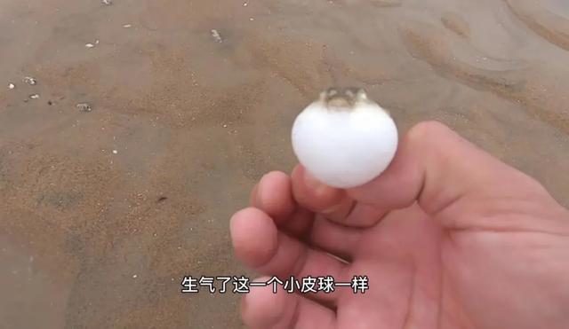 成年人的解压方式：凌晨三点看赶海片，爽到头皮发麻