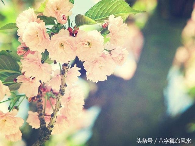 从生辰看农历正月到六月出生的人性格和特点