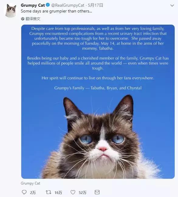总臭脸的网红猫去世！走红7年，100万张表情包和一部互联网吸猫史