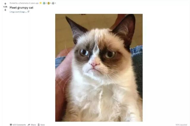 总臭脸的网红猫去世！走红7年，100万张表情包和一部互联网吸猫史