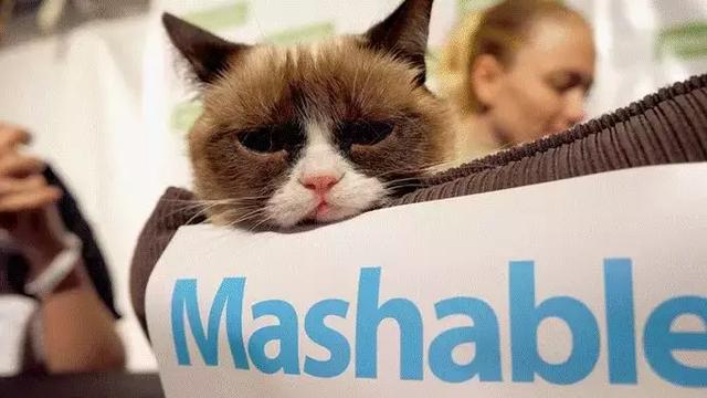 总臭脸的网红猫去世！走红7年，100万张表情包和一部互联网吸猫史