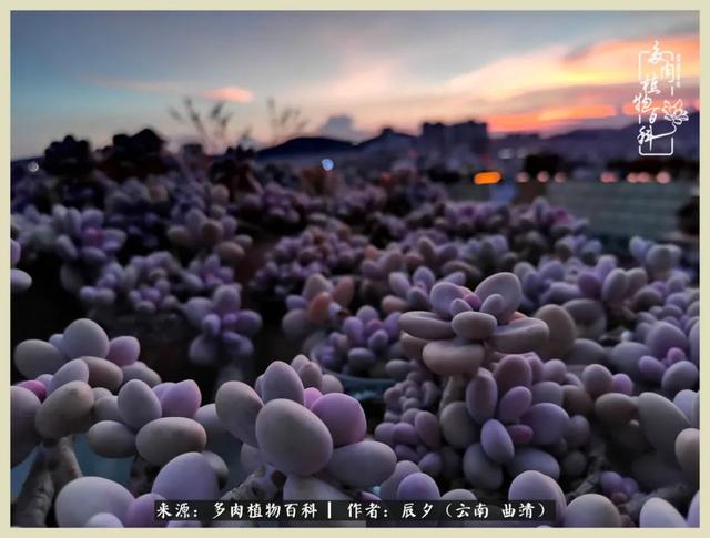 烁玉流金，绿树成荫之时，一直要如夏花般绚烂