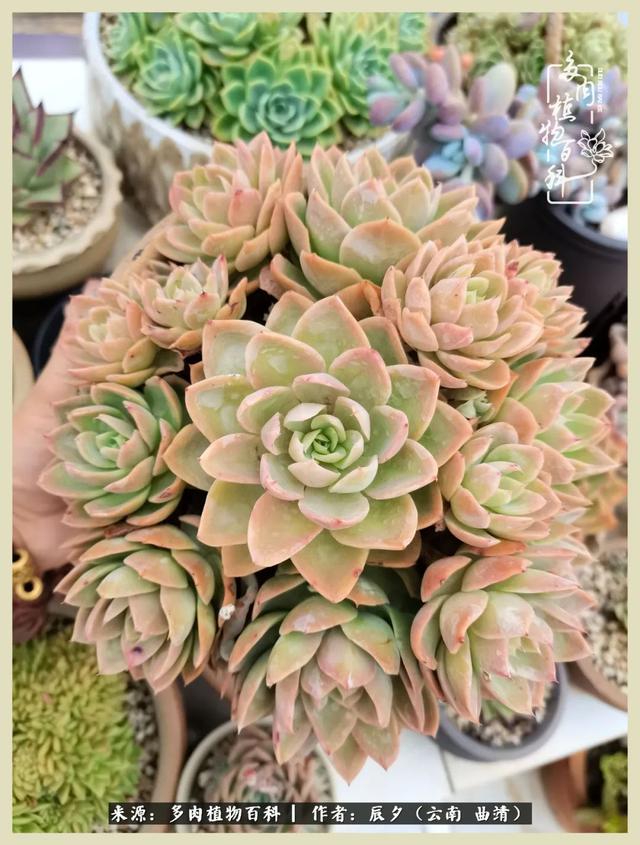烁玉流金，绿树成荫之时，一直要如夏花般绚烂