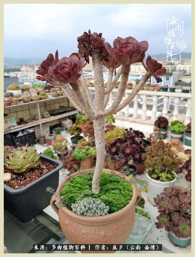 烁玉流金，绿树成荫之时，一直要如夏花般绚烂