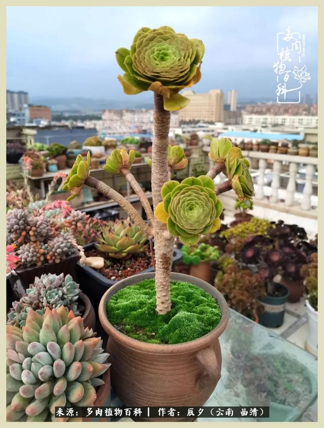 烁玉流金，绿树成荫之时，一直要如夏花般绚烂