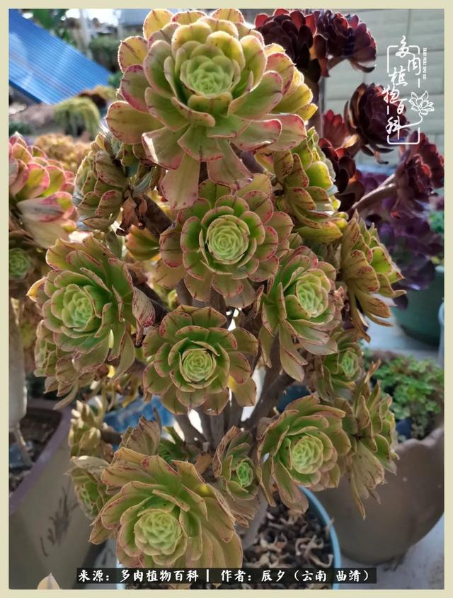 烁玉流金，绿树成荫之时，一直要如夏花般绚烂