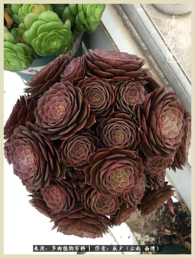烁玉流金，绿树成荫之时，一直要如夏花般绚烂